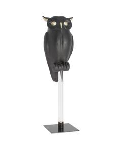HIBOU SUR PIED NOIR